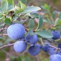 Characteristics and description of Erliblu blueberries, planting and care