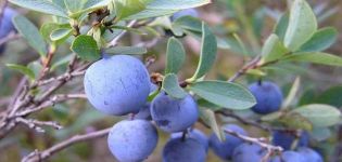 Egenskaber og beskrivelse af Erliblu blåbær, plantning og pleje