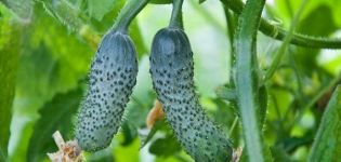 Description of the Mumu cucumber variety, features of cultivation and care