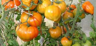 Kenmerken en beschrijving van de tomatenvariëteit Zhenechka, de opbrengst