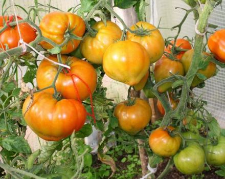 Charakteristika a opis odrody paradajok Zhenechka, jej úroda
