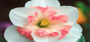 Mô tả và sự tinh tế khi trồng một giống hoa thủy tiên vàng Pink Wonder