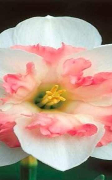 Paglalarawan at mga subtleties ng paglaki ng iba't ibang daffodil Pink Wonder