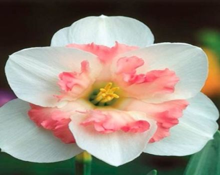 Descripción y sutilezas del cultivo de una variedad de narciso Pink Wonder.