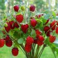 Description of strawberries variety Baron Solemacher, growing from seeds, planting and care