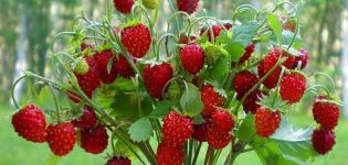 Description de la variété de fraises Baron Solemacher, poussant à partir de graines, de plantation et de soins