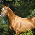Descrizione e caratteristiche della razza di cavalli Don, caratteristiche del contenuto