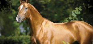 Donas zirga šķirnes apraksts un raksturojums, satura iezīmes