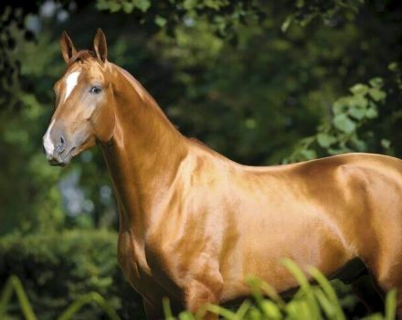 Descripció i característiques de la raça de cavalls Don, característiques del contingut