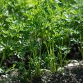 Is it possible to plant carrots in July and how to take care of the garden in such conditions
