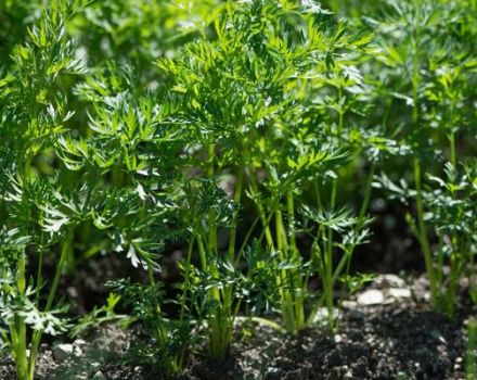 És possible plantar pastanagues al juliol i com tenir cura del jardí en aquestes condicions