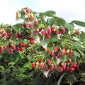 Description of the Tarusa raspberry variety and characteristics, cultivation and care