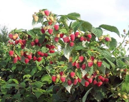 Description of the Tarusa raspberry variety and characteristics, cultivation and care