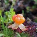 When to pick berries and leaves of cloudberries, is it possible to unripe and shelf life
