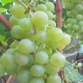 Tukay vīnogu šķirnes un audzēšanas apraksts un īpašības, priekšrocības un trūkumi