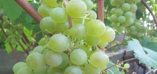 Opis i karakteristike, prednosti i nedostaci sorte i uzgoja grožđa Tukay