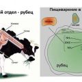Warum hat eine Kuh Schaum im Maul oder sabbert viel und was ist zu tun?