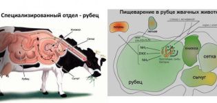 Kodėl karvė prie burnos turi putų ar daug krenta ir ką daryti