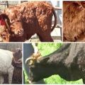 Symptomer og diagnose af klumpet hudsygdom, behandling af kvæg og forebyggelse