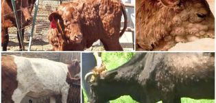 Objawy i diagnostyka guzowatości skóry bydła, leczenie i profilaktyka bydła