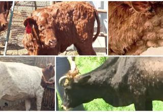 Simptomele și diagnosticul bolii cutanate, tratamentul și prevenirea bovinelor