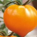 Characteristics of the tomato variety Honey heart, its yield