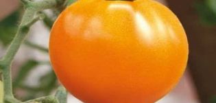 Tomaattilajikkeen ominaisuudet Hunajasydän, sen sato