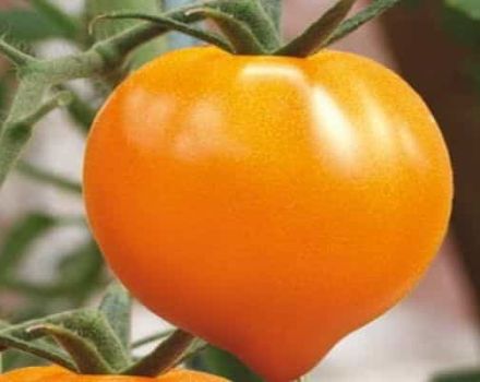 Tomaattilajikkeen ominaisuudet Hunajasydän, sen sato