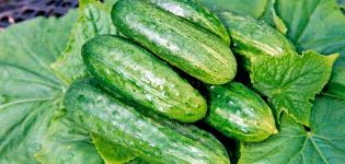Characteristics and description of the temp cucumber variety, its yield