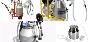 Varieties of milking machines for goats and the pros and cons of how to do it yourself