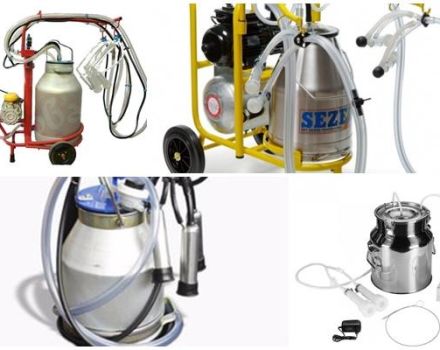 Varieties of milking machines for goats and the pros and cons of how to do it yourself