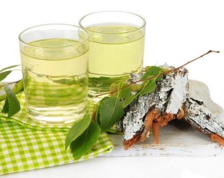 TOP 13 recipes for preserving birch sap at home for the winter