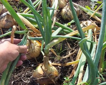 The timing of harvesting onions in the Urals, the time when to dig