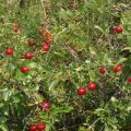 Descrizione delle varietà di ciliegie arbustive, semina e cura, regole di coltivazione