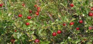 Beskrivelse af buskekirsebærsorter, plantning og pleje, dyrkningsregler