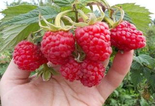 Description and characteristics of the Maroseyka raspberry variety, cultivation and care