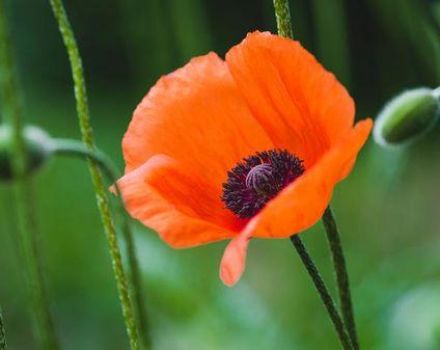 Description of the types and varieties of garden poppy, planting and care in the open field