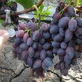 Paglalarawan at mga katangian ng Krasotka ubas, ripening at pag-aalaga