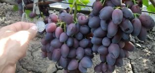 Beskrivelse og egenskaber ved Krasotka-druer, modning og pleje