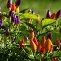Dekoratyvinių paprikų auginimas ir priežiūra namuose