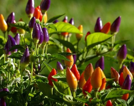 Growing and caring for ornamental peppers at home