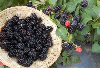 Description of the best varieties of blackberries and features of choice for different regions