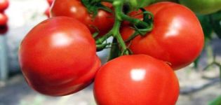 خصائص صنف الطماطم التخصص وخصائص التقنية الزراعية