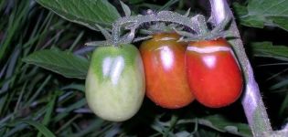 Popis sibiřské odrůdy konzervovaných rajčat Barnaul a její vlastnosti