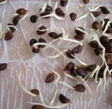 What are the benefits and harms of sprouted beans for the human body