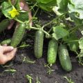 De beste rassen, regels voor het planten en kweken van komkommers in het open veld in Siberië