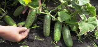 The best varieties, rules for planting and growing cucumbers in the open field in Siberia
