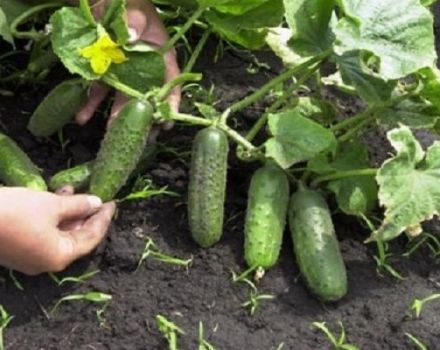 Sibirya'daki açık alanda salatalık ekimi ve yetiştirilmesi için en iyi çeşitler, kurallar