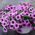 Varieties of Easy Wave petunias with a description, planting and care