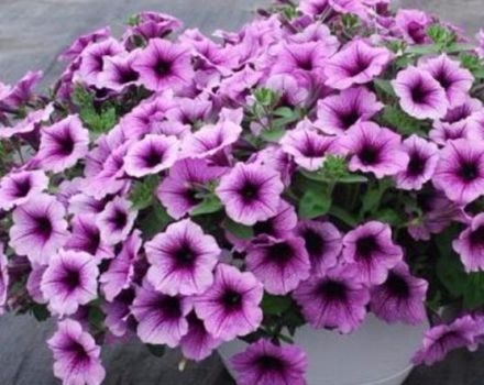 Varieties of Easy Wave petunias with a description, planting and care